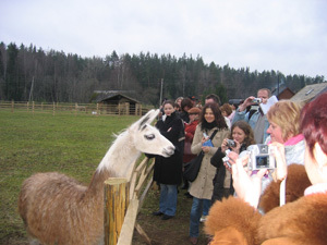 3lp Rudens Lama