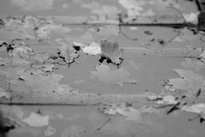 9lp Rudens 1