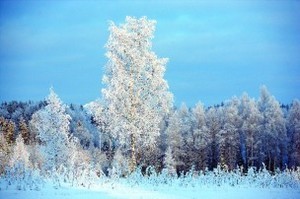 200901062336266878