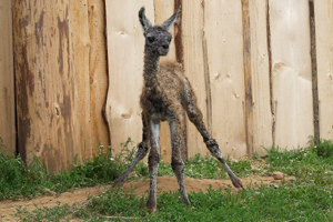 Lama Krasu 00
