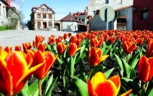 Cesis Zied