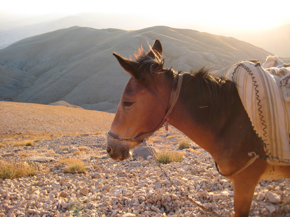 Nemrut Trip 058 1