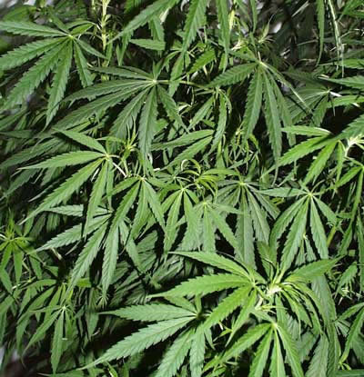 Marijuana Cultivation