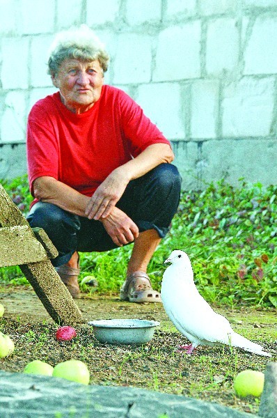 Pielido Balodis 3