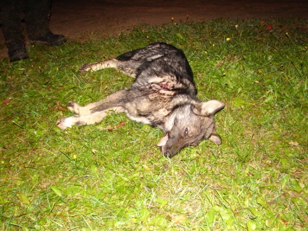 Vilks 05