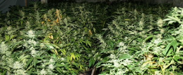 Marihuana2