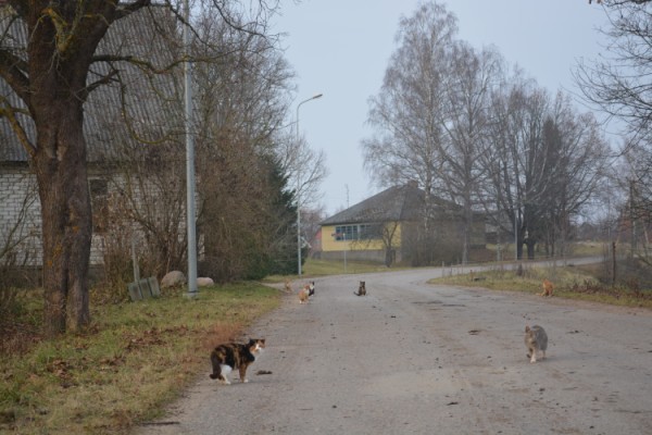 Zos Nu Centrs 9