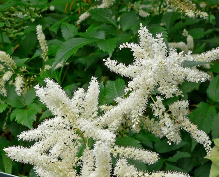 Astilbe Arendsii Bumalda 1.jpg 1