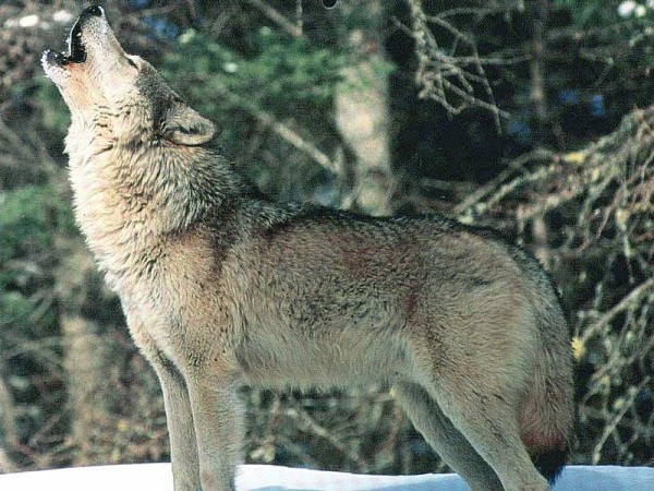 Vilks 1