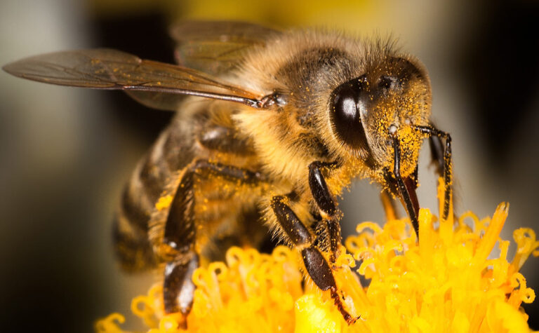 Bee Hero 1