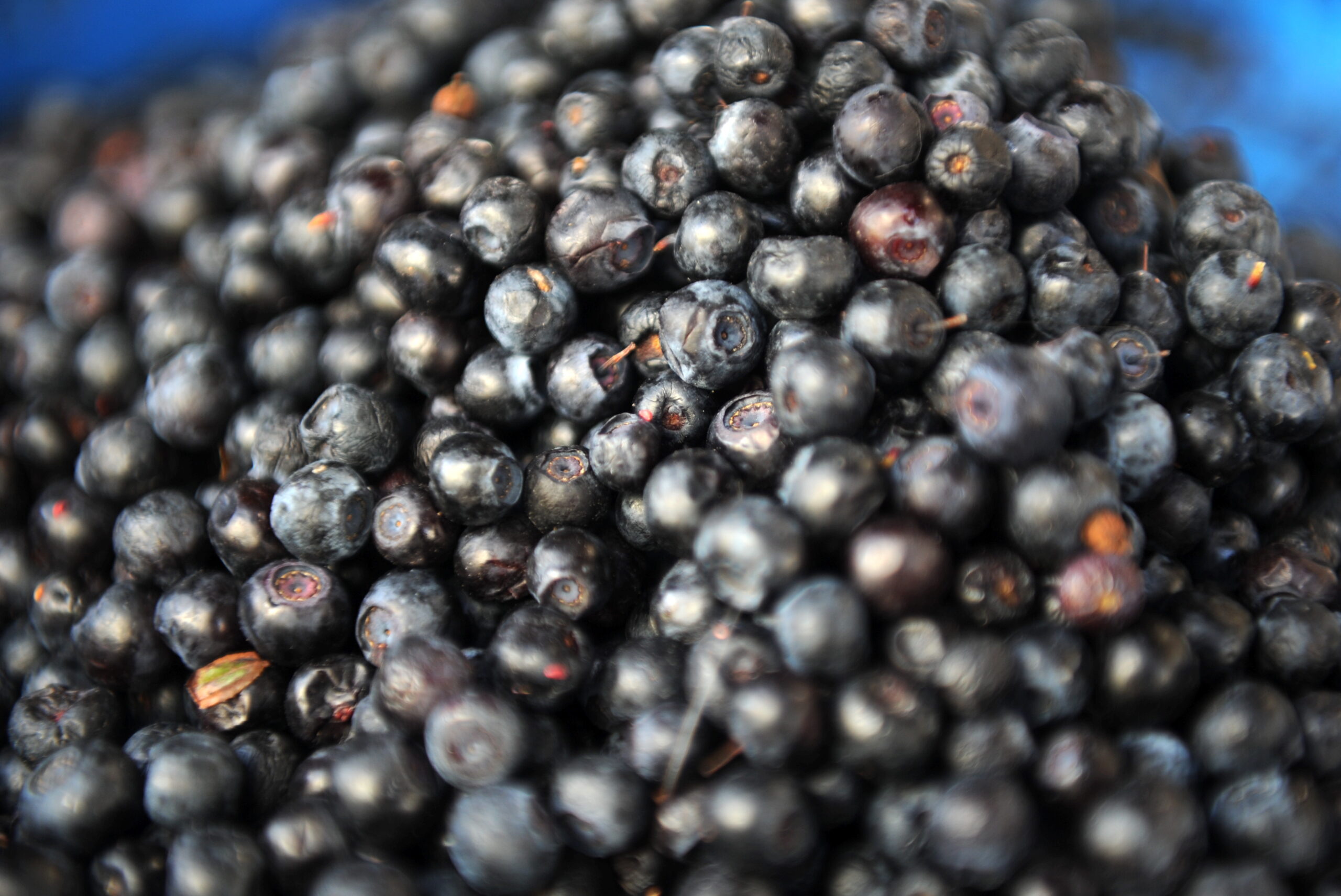 Meža Veltes Centrāltirgū