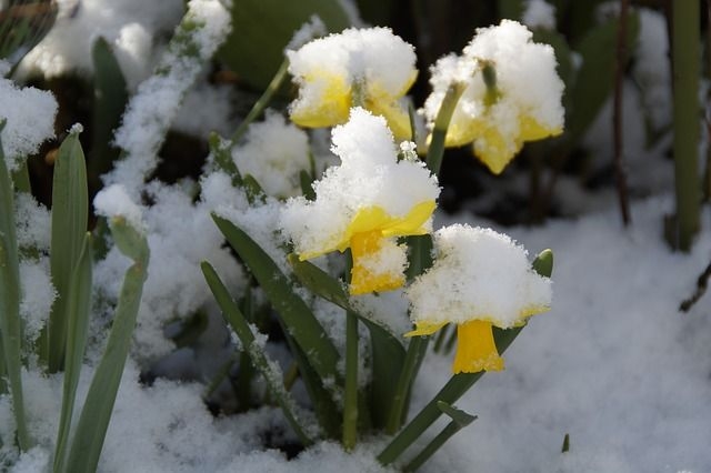 Augkopibas Eksperti Augiem Uzsnigusais Sniegs Nekaite 2015 Osterglocken 705108 640 1.jpg 0 Osterglocken 705108 640 Osterglocken 705108 640 640x426 1