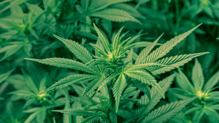 Marihuana 1