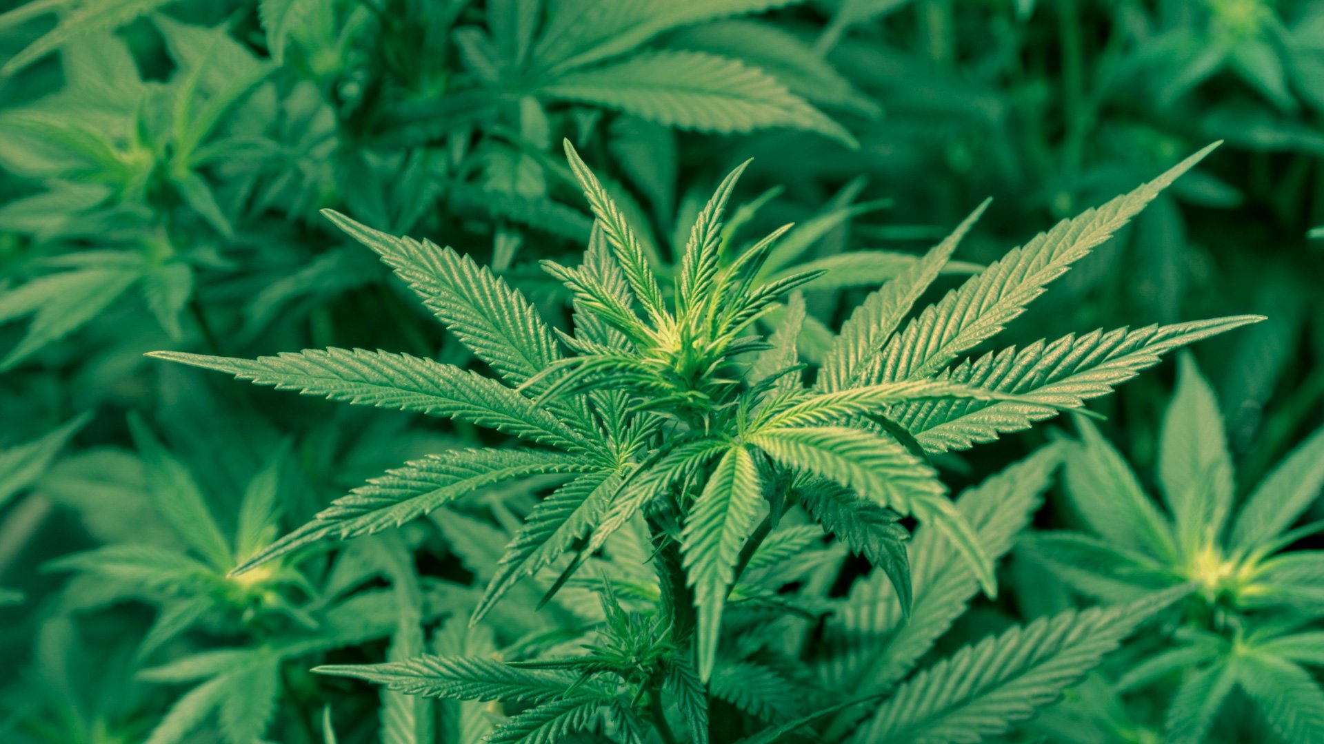 Marihuana 1