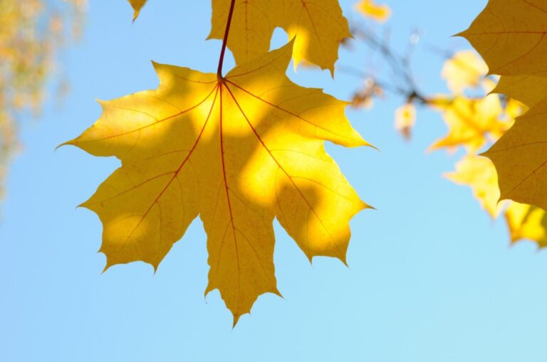 Rudens Ainavas 1024x679 1
