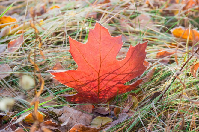 Salna Rudens Klavaslapa 664x442 1