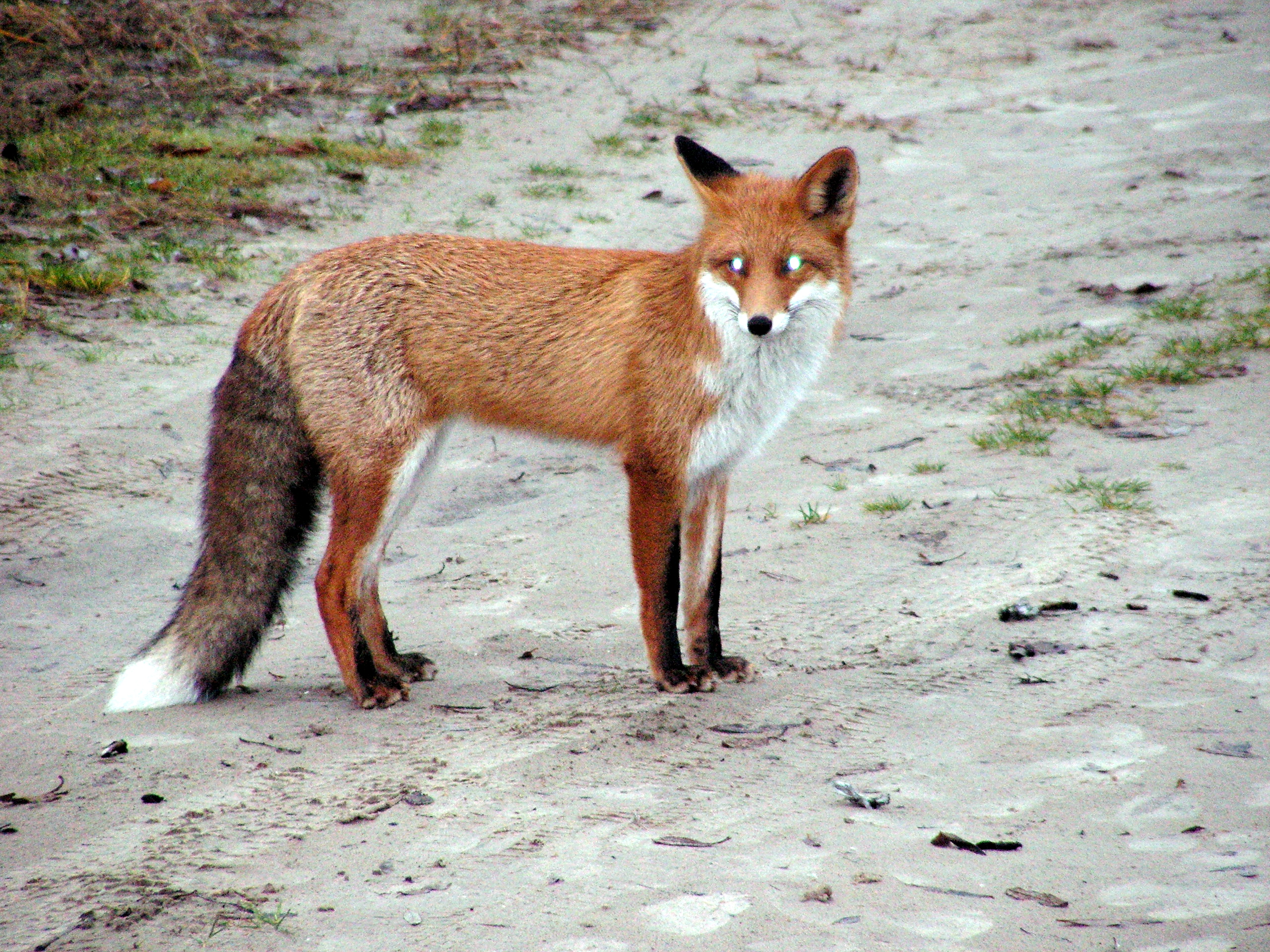 Lapsa