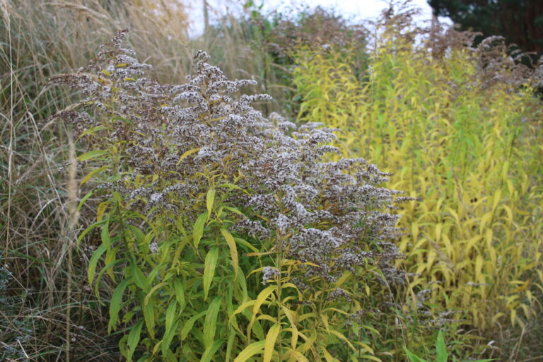 Zeltslotas Fotomarta 1 1