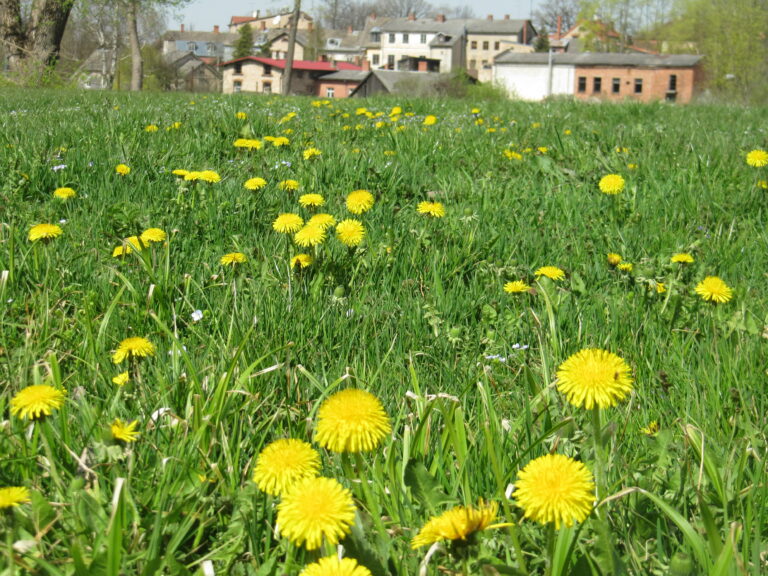 Pavasaris Aprilis 2019