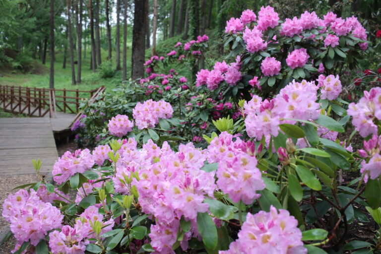 Rododendri Fotomarta 1 1