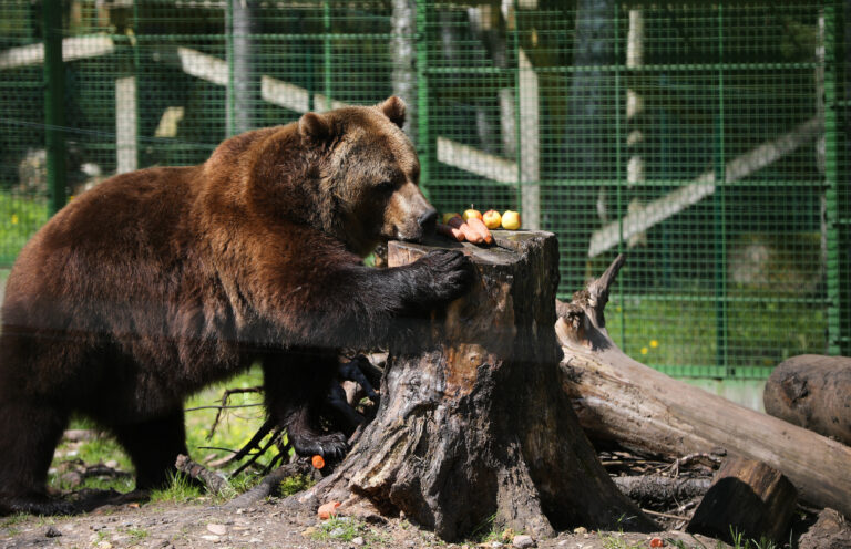 Līgatnes Lāči Saņem 