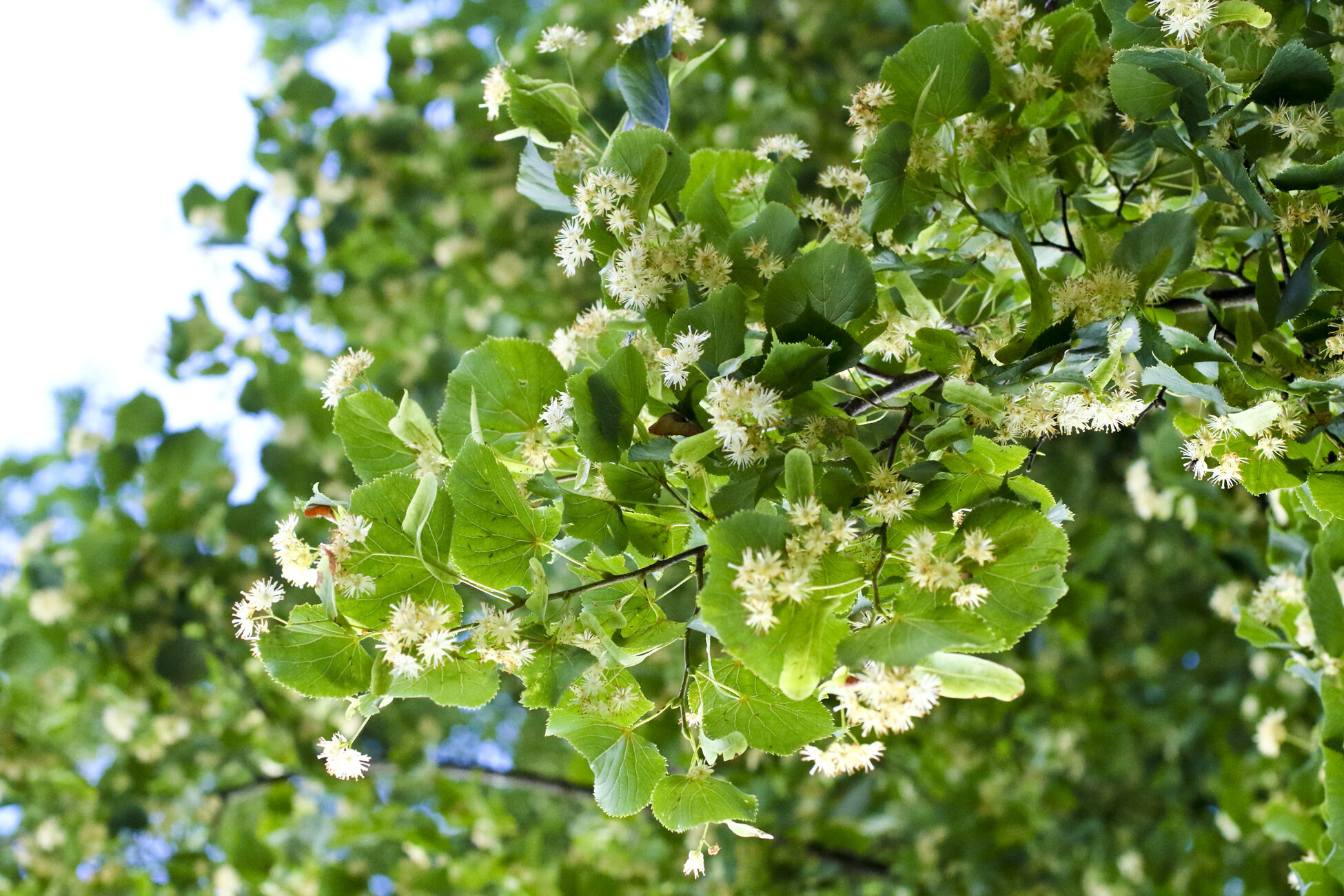 Liepas Fotomarta 2 1