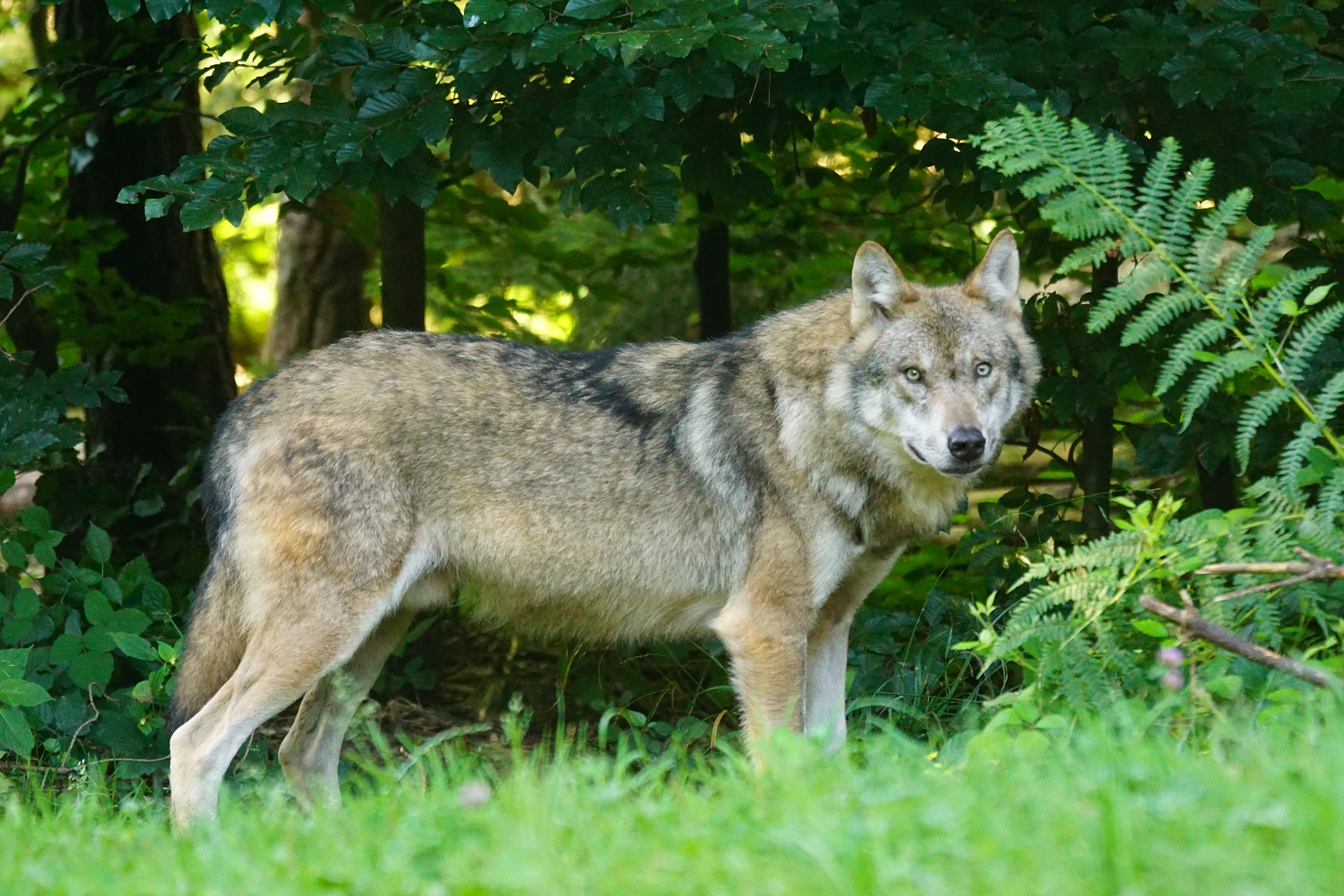 Pelekas Vilks Foto Pixabay.com 1