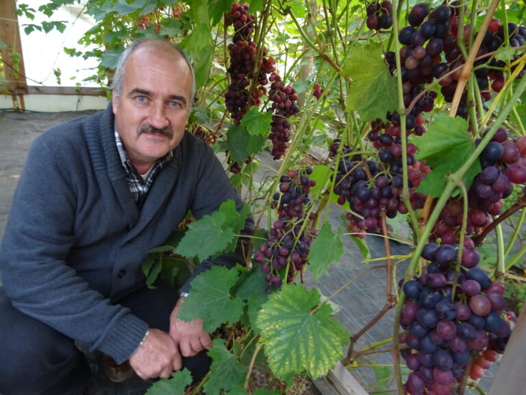Vinogas