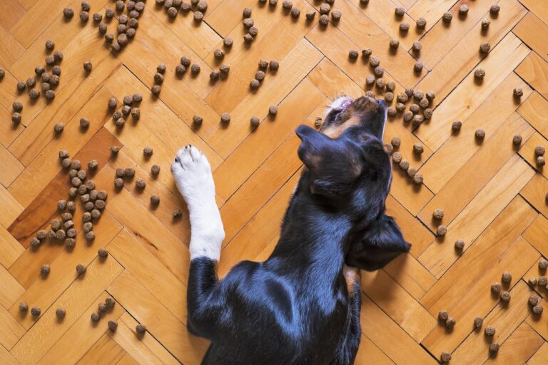 Dog Food G57da7eb29 1280 2