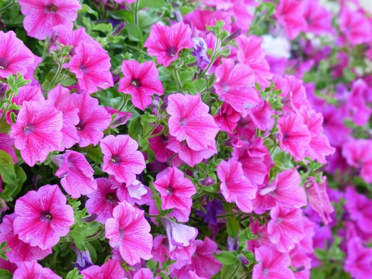 Petunia 177388 1280 2