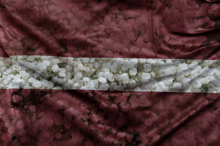 Closeup Of White Flower Wallpaper