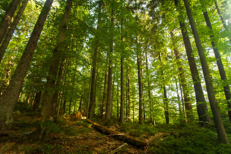 Beautiful Pine Trees On Mountains
