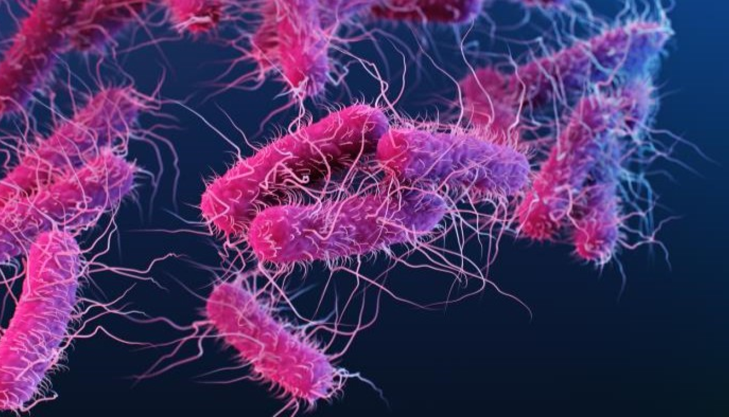 E.coli 